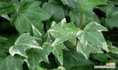 探寻常春藤花朵所代表的内涵及其在不同文化中的象征意义 常春藤的花语