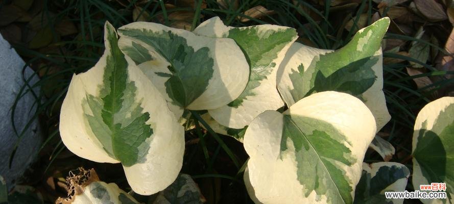 探寻常春藤花朵所代表的内涵及其在不同文化中的象征意义 常春藤的花语