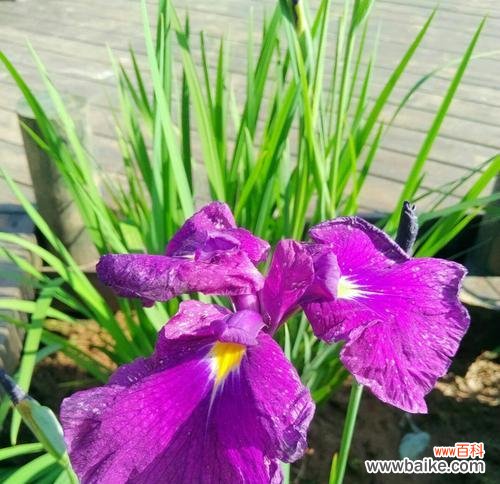 七彩芬芳,传递美好 多彩唐菖蒲花开寓意