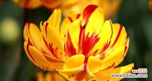 揭示橙色康乃馨所传递的情感和祝福 橙色康乃馨花语的深刻含义