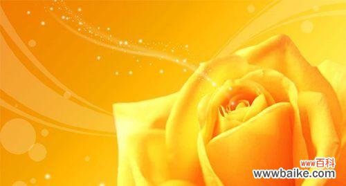 橙色风信子的花语及其寓意 橙色风信子