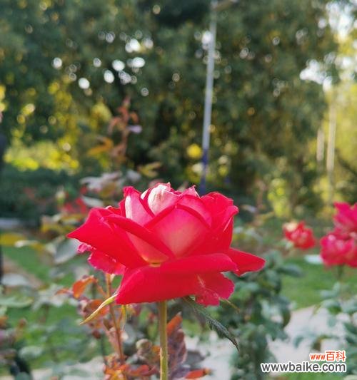 玫瑰花品种与花语解析，让你更懂花语的真正含义 常见玫瑰花品种花语大揭秘