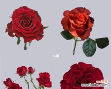 玫瑰花品种与花语解析，让你更懂花语的真正含义 常见玫瑰花品种花语大揭秘