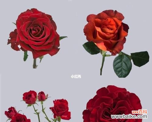 玫瑰花品种与花语解析，让你更懂花语的真正含义 常见玫瑰花品种花语大揭秘