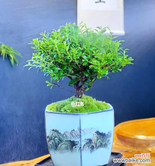 探究赤楠木的象征意义及对人生的启发 赤楠的寓意与启示