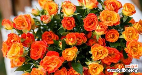 探索橙色玫瑰背后的秘密与情感 橙色玫瑰花语的美丽和寓意