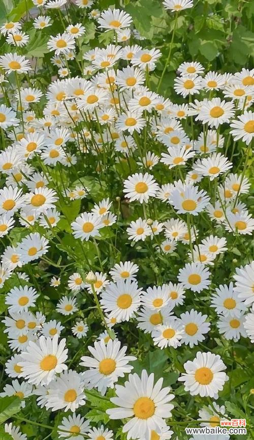 了解雏菊的含义，传达真挚的情感 雏菊的花语与寓意