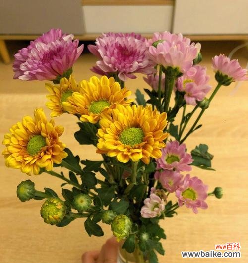 了解雏菊的含义，传达真挚的情感 雏菊的花语与寓意