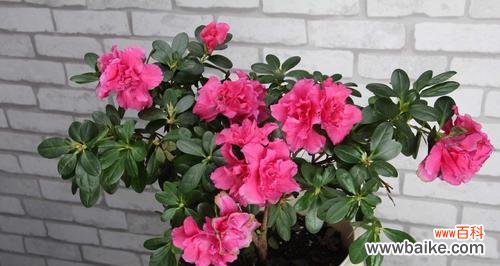 揭示杜鹃花的象征意义 杜鹃花的花语和寓意