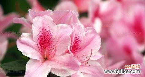 探索美丽杜鹃花所传递的深意 杜鹃花花语的象征与寓意