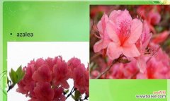 深入解读杜鹃花的花语 杜鹃花的花语与代表意义