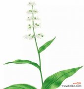 探寻杜若花的深层含义 杜若的花语和寓意