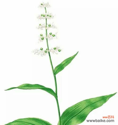 探寻杜若花的深层含义 杜若的花语和寓意