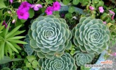 探索多肉植物的花语 多肉花语