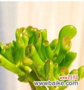 探索多肉风水的奥秘 多肉植物的寓意与象征