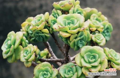 探寻多肉植物开花的内涵及象征意义 多肉开花的寓意与意义