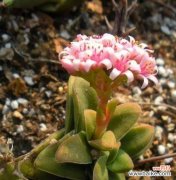 探索多肉植物开花背后的秘密及象征意义 多肉开花的寓意与意义