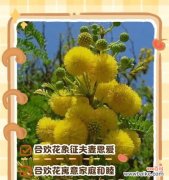 哪种花寓意朋友开心快乐？朋友快乐的花语是什么？