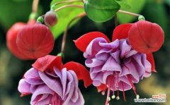 二十四节气花有哪些别名？它们的寓意是什么？