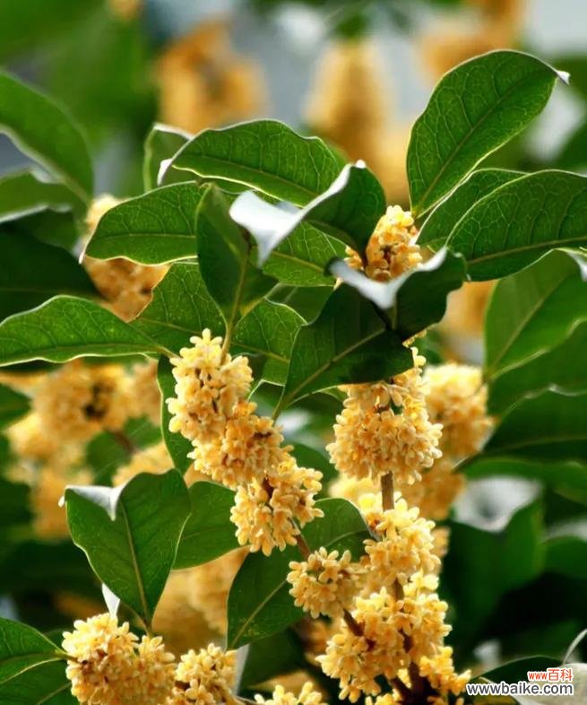 中秋节送什么花寓意好?中秋节的花有哪些特别含义?