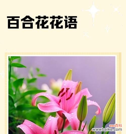 哪些花寓意爱情？它们的花语是什么？