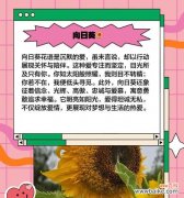 哪些花寓意爱情？它们的花语是什么？