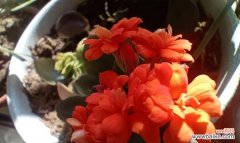 橙色与红色花搭配有什么特别寓意？