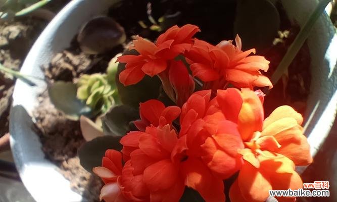 橙色与红色花搭配有什么特别寓意?