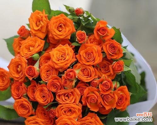 橙色与红色花搭配有什么特别寓意?