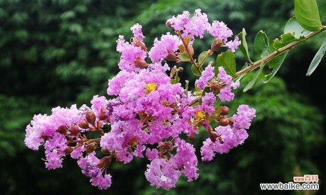 夏季节气中哪些花有特殊寓意?夏季花语有哪些?