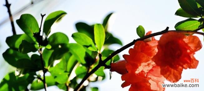 夏季节气中哪些花有特殊寓意?夏季花语有哪些?