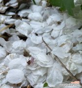 哪些白色花的寓意最为美好？