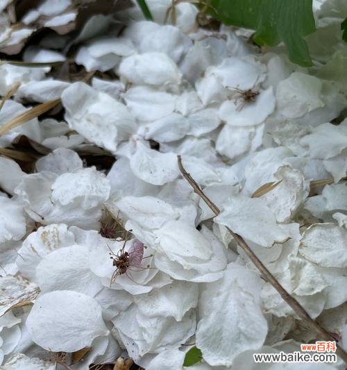 哪些白色花的寓意最为美好？