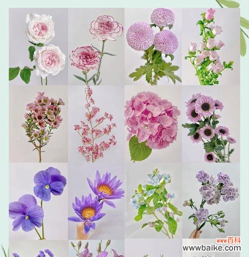 哪些白色花的寓意最为美好？