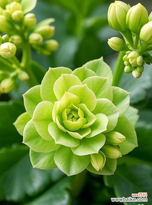 哪种花寓意长寿安康?长寿安康的花有哪些?