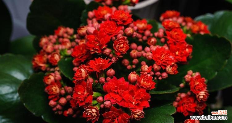 哪种花寓意长寿安康?长寿安康的花有哪些?