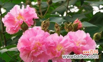 浪漫花屋的意义和象征是什么?