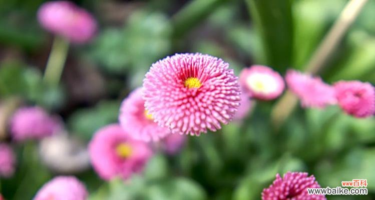 探寻雏菊代表意思的深层内涵 雏菊的象征意义与人生启示