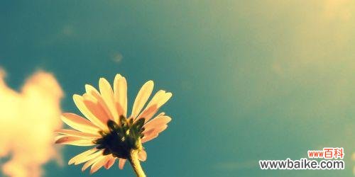 探寻雏菊代表意思的深层内涵 雏菊的象征意义与人生启示