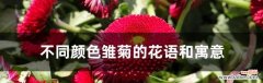 雏菊的花语与颜色