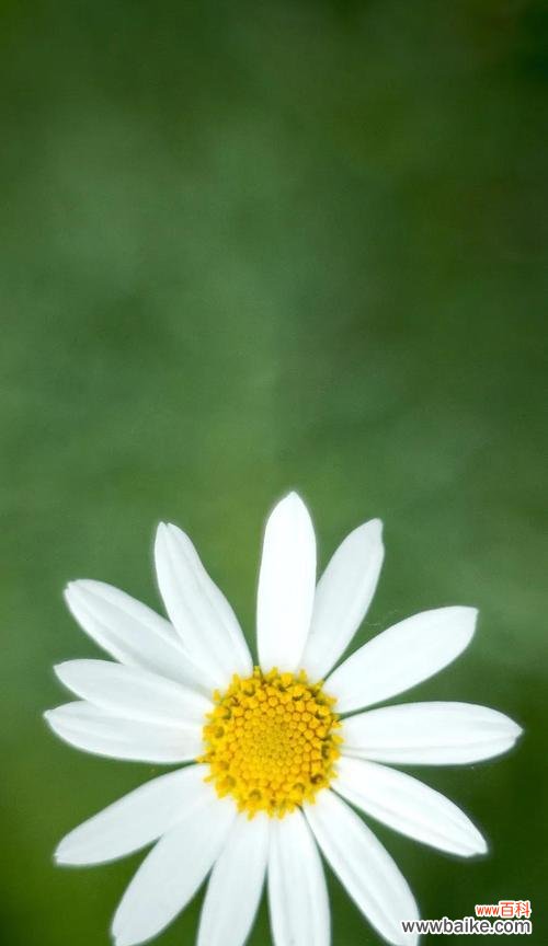 雏菊花语与人生哲理的交融之美 雏菊花语