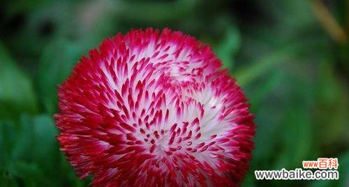 雏菊花语与人生哲理的交融之美 雏菊花语