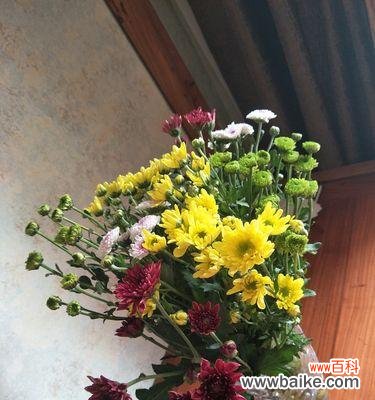 探寻雏菊花语中的秘密和意义 雏菊花语的美丽寓意