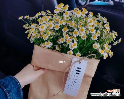 探寻雏菊花语中的秘密和意义 雏菊花语的美丽寓意