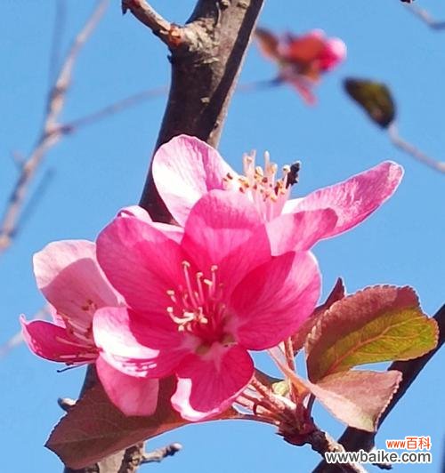 以花语诠释生命的坚韧和美丽 垂丝海棠花语