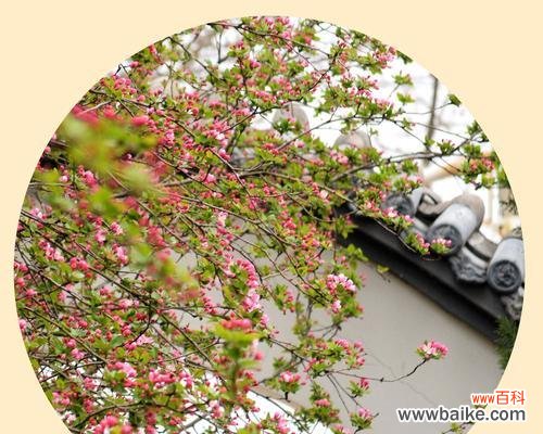 传递爱意的垂丝海棠，以花语诉说浪漫情愫 垂丝海棠的花语——温柔绽放的爱情之花