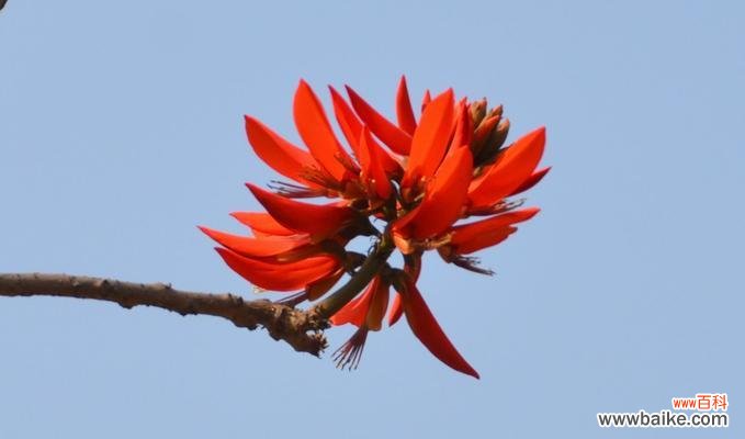 用花的语言传递深情,刺桐花犹如坚强的信念 刺桐花语