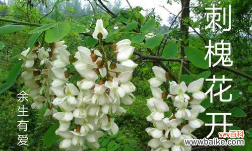唤醒心灵的绿色力量 刺槐花语
