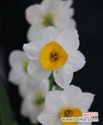 探索纯白水仙花的神秘世界，传递爱与希望 纯白水仙花的花语与寓意