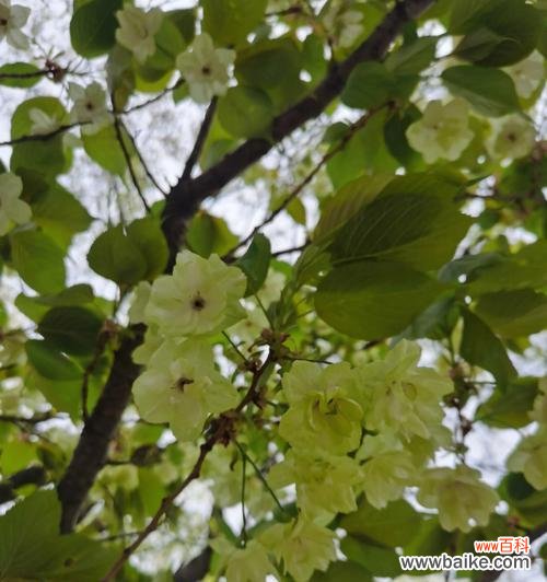 赏析春天最美的花朵，感受大自然的魅力 春天的花开如诗——美丽绽放